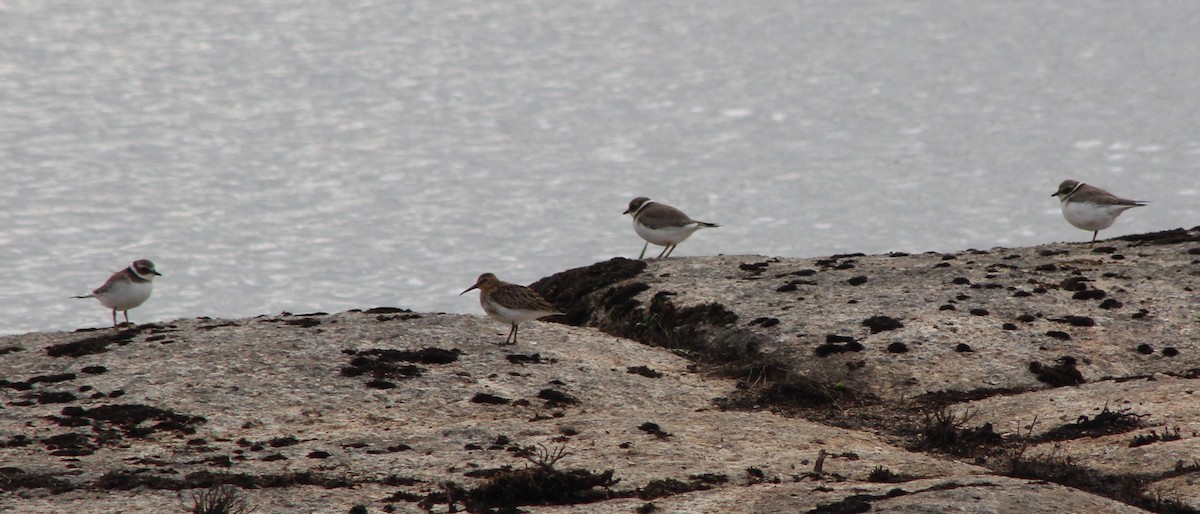 Dunlin - Guilherme Gonçalves