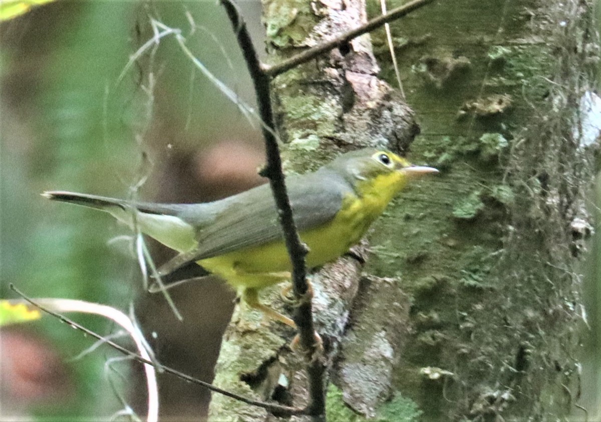 kanadaparula - ML369743951