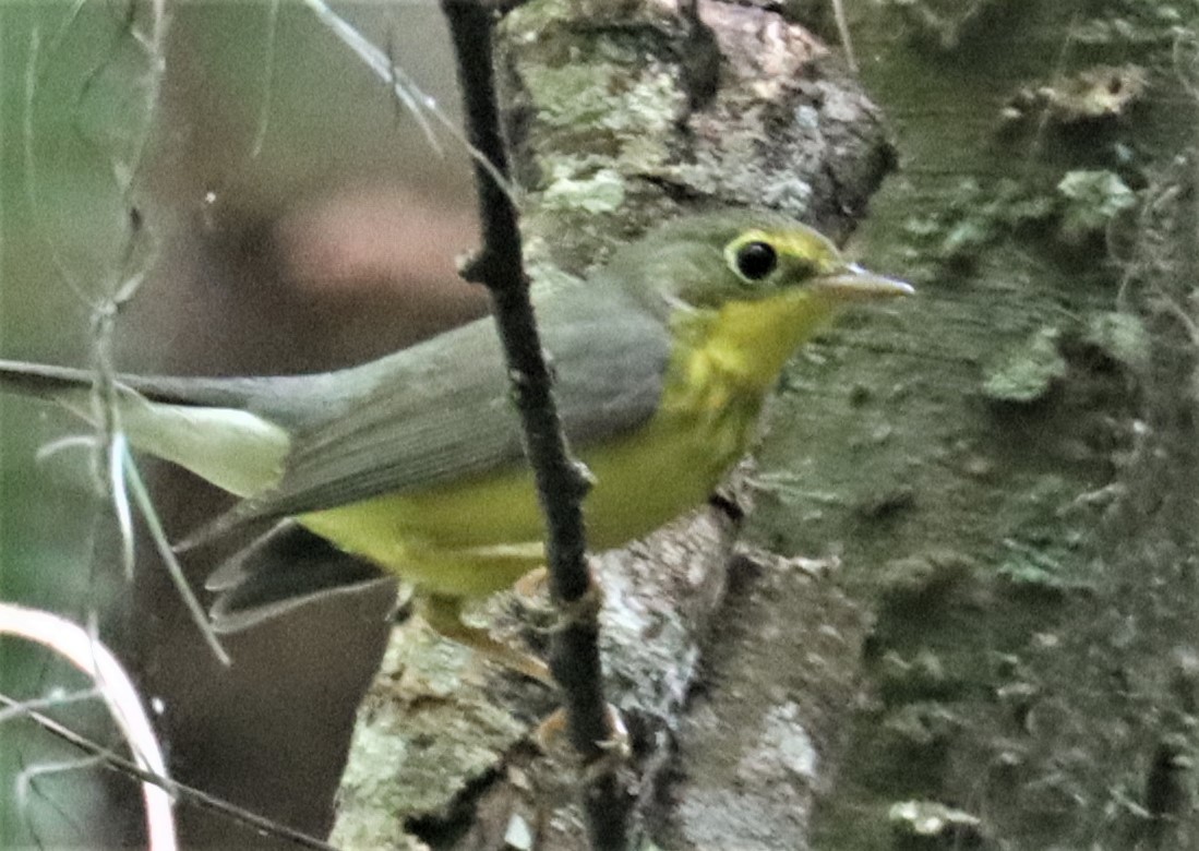 kanadaparula - ML369744051