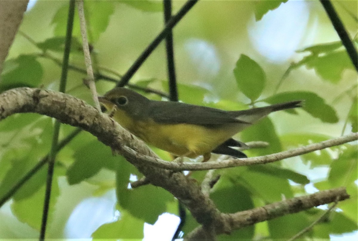 kanadaparula - ML369744101