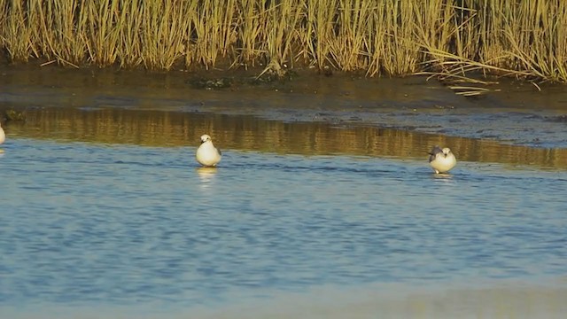 Gaviota Guanaguanare - ML369745221