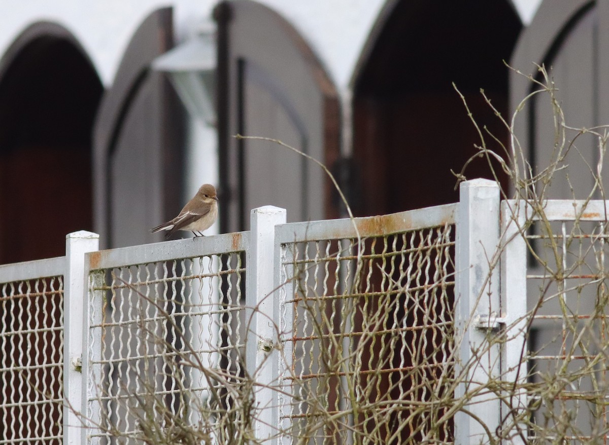 European Pied Flycatcher - ML369745821