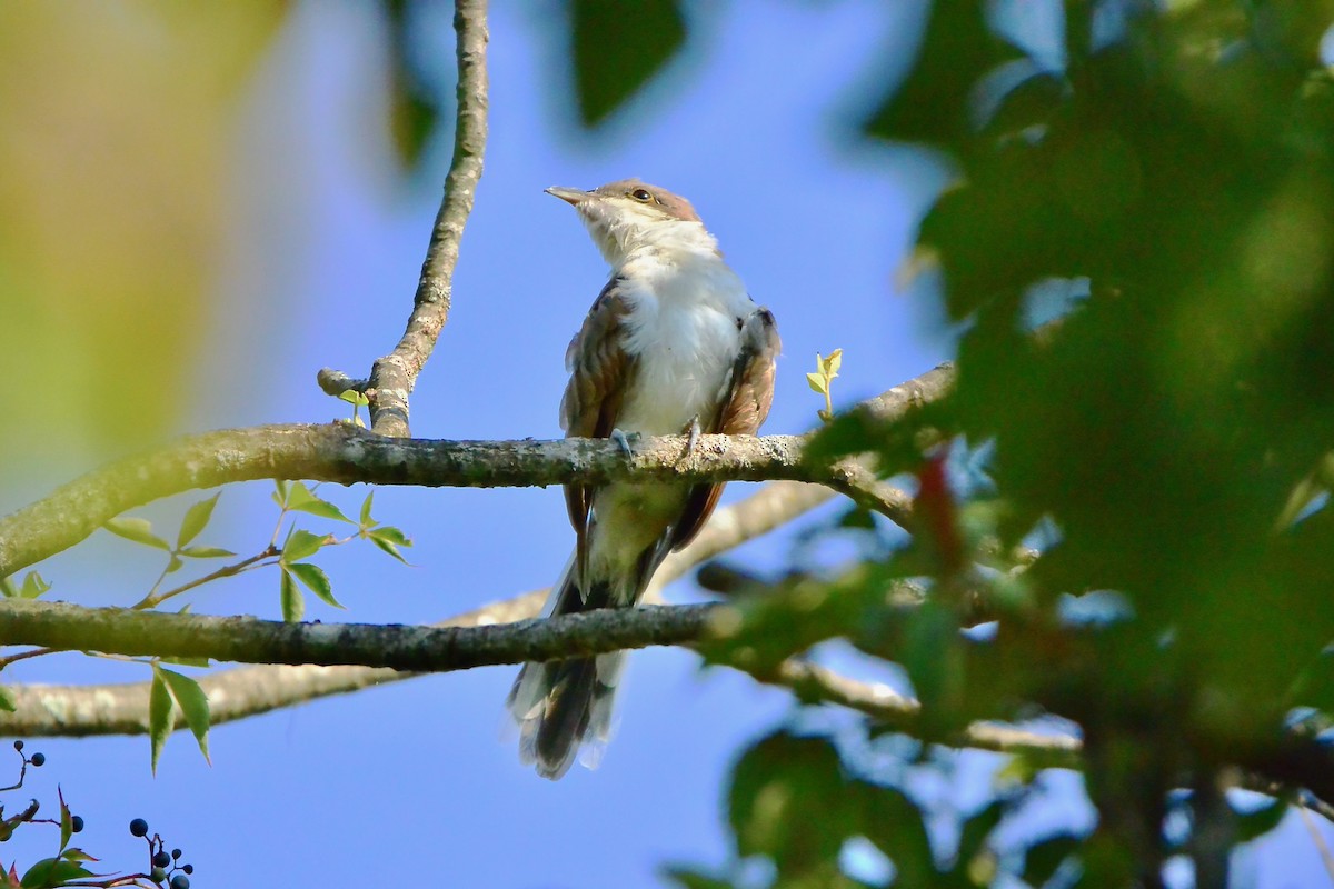 Yellow-billed Cuckoo - Seth Honig