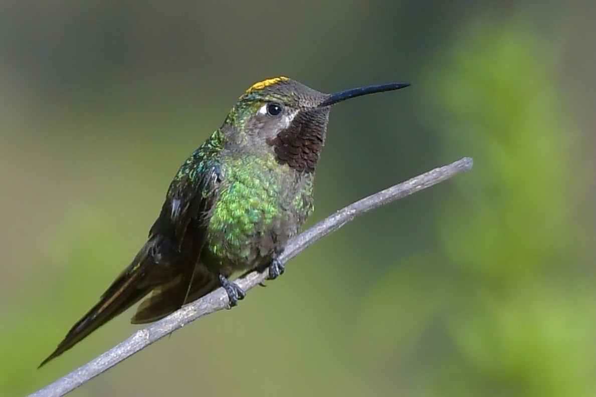 Bronze-tailed Comet - ML369748921