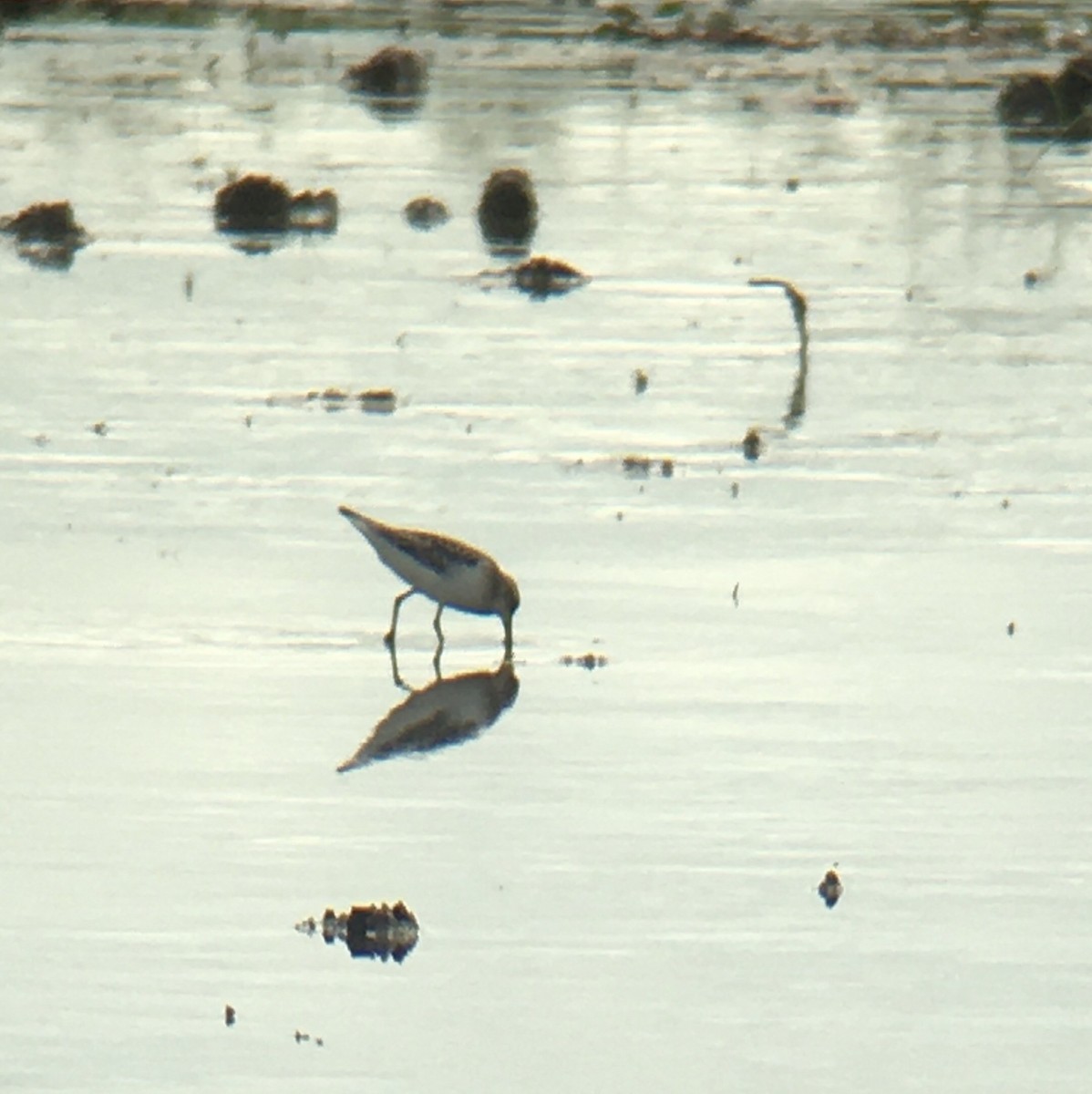 Baird's Sandpiper - ML369753681