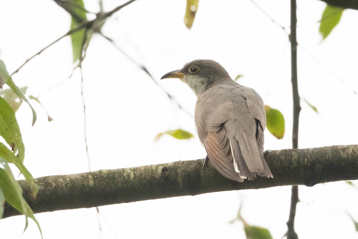 Yellow-billed Cuckoo - ML369753851