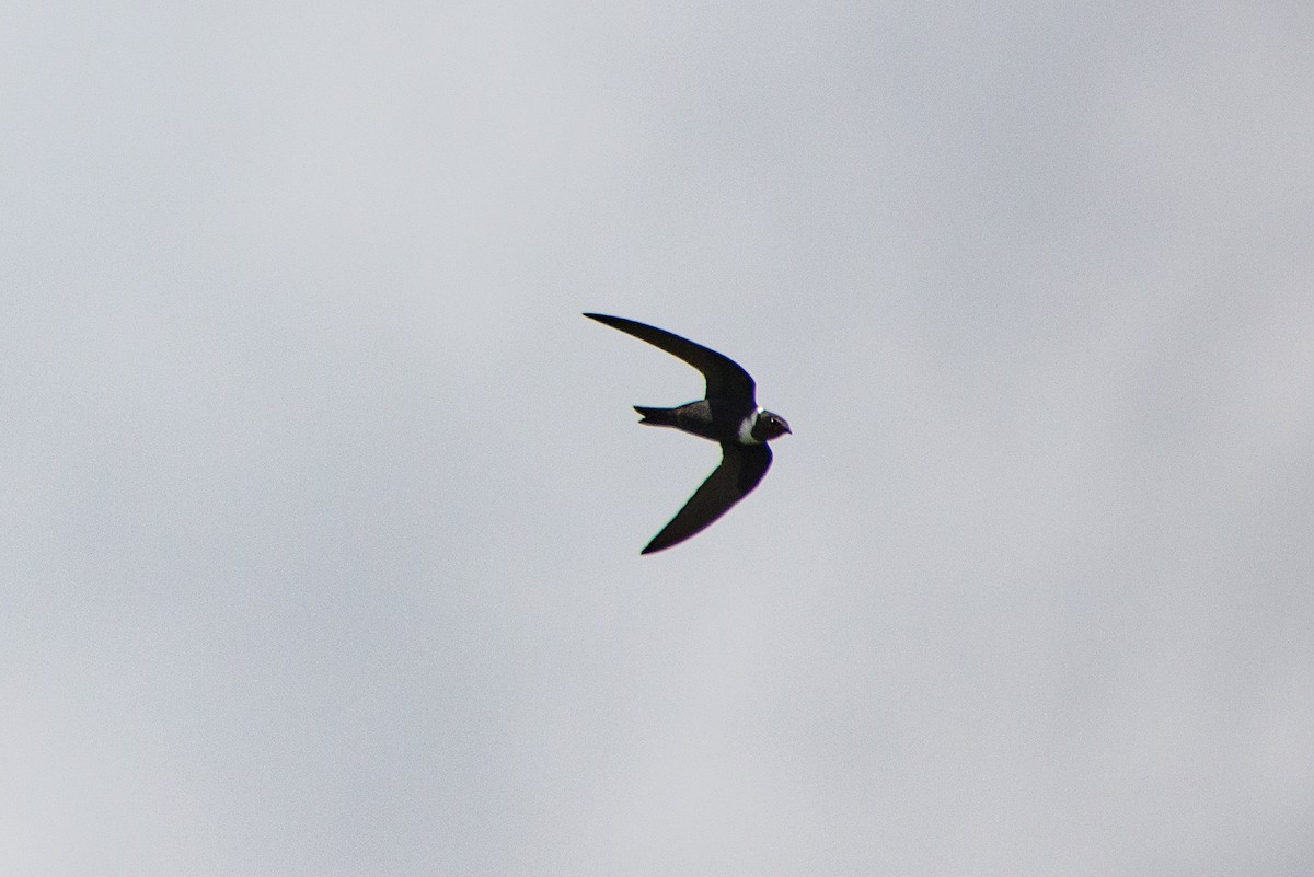 White-collared Swift - ML369754921