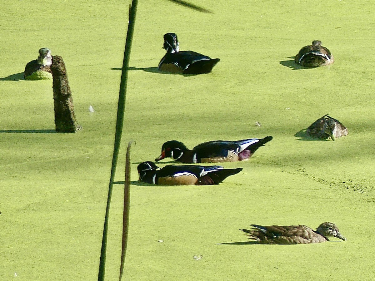 Wood Duck - ML369755461