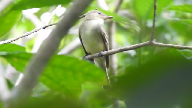 Acadian Flycatcher - ML369755641