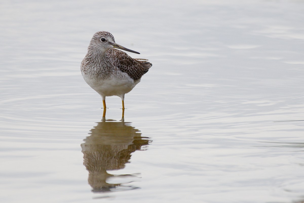 Greater Yellowlegs - Rick Beaudon