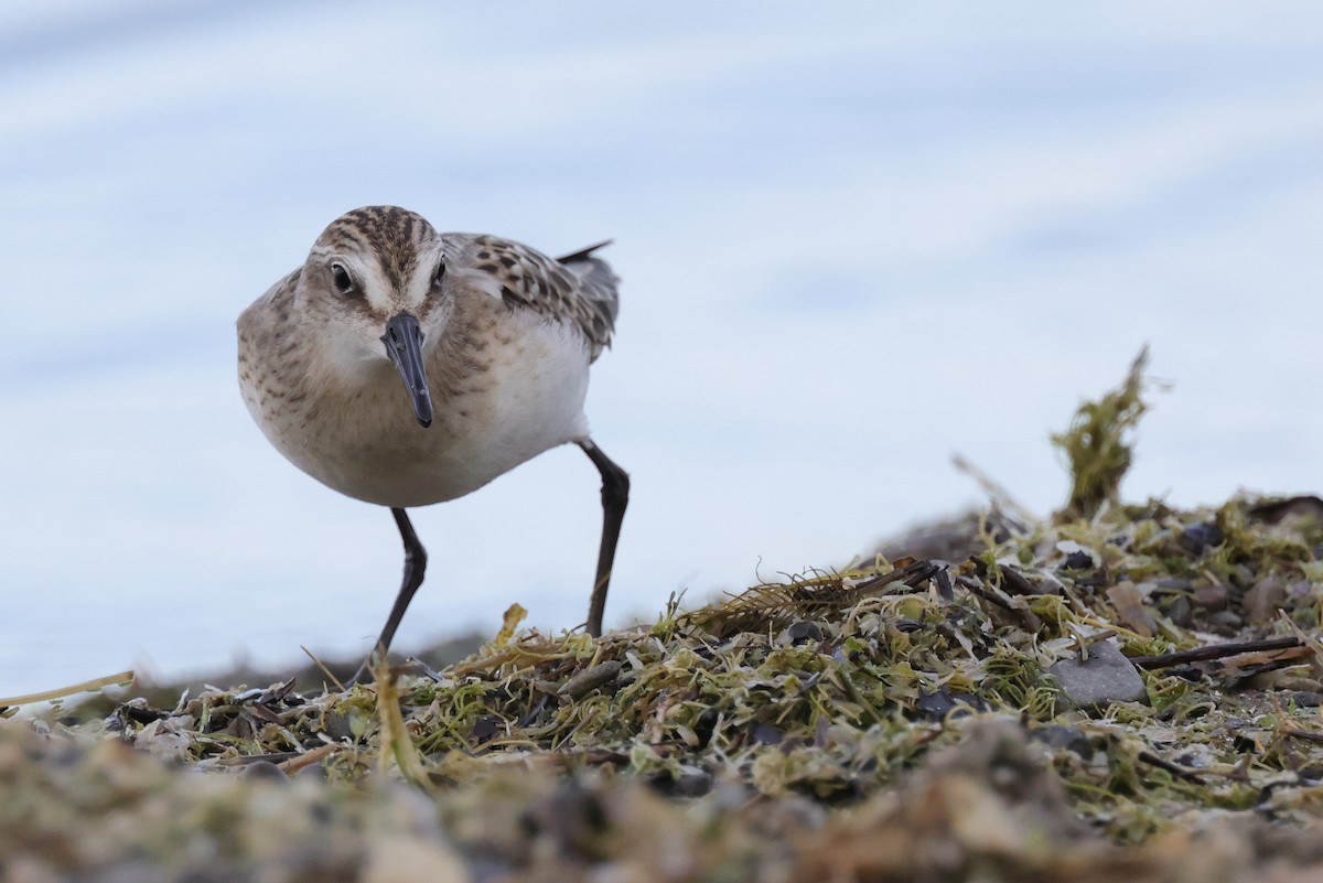 Semipalmated Sandpiper - Tim Lenz