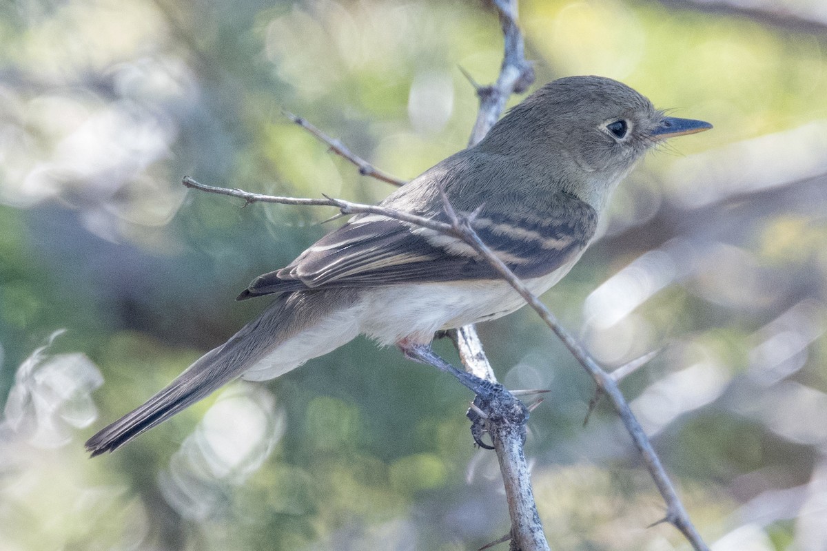 Western Flycatcher (Pacific-slope) - ML369758121