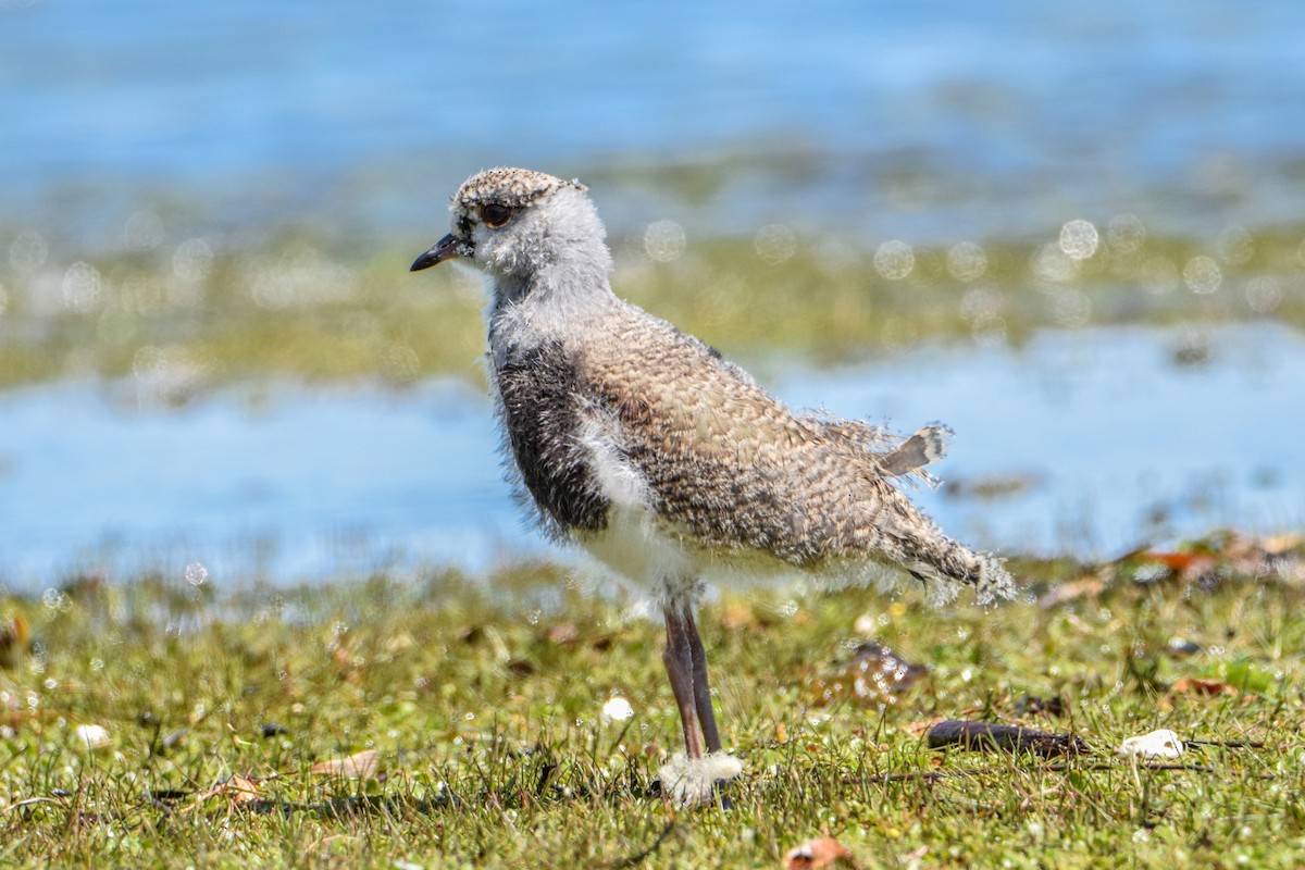 Southern Lapwing - Tamara Catalán Bermudez