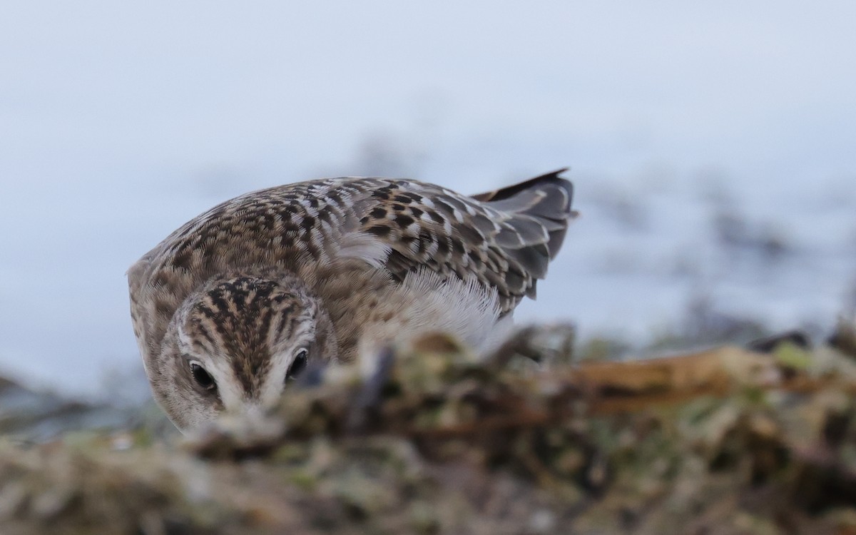 Semipalmated Sandpiper - Tim Lenz