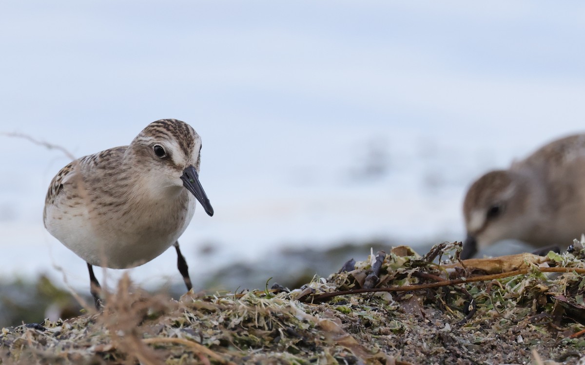 Semipalmated Sandpiper - Tim Lenz