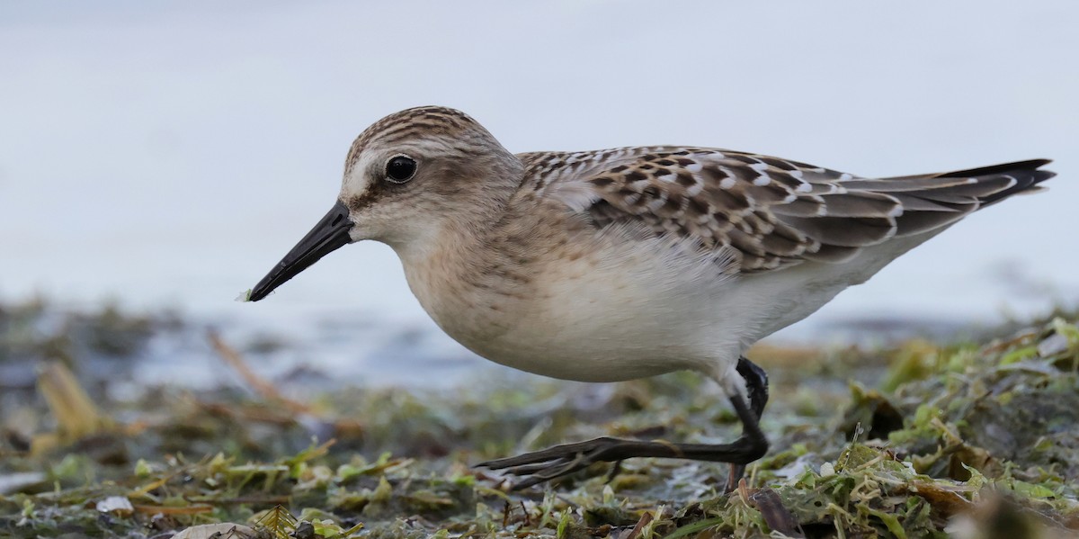 Semipalmated Sandpiper - ML369759591