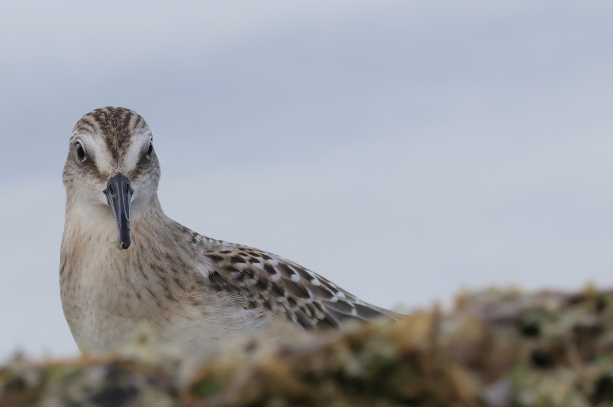 Semipalmated Sandpiper - ML369759811