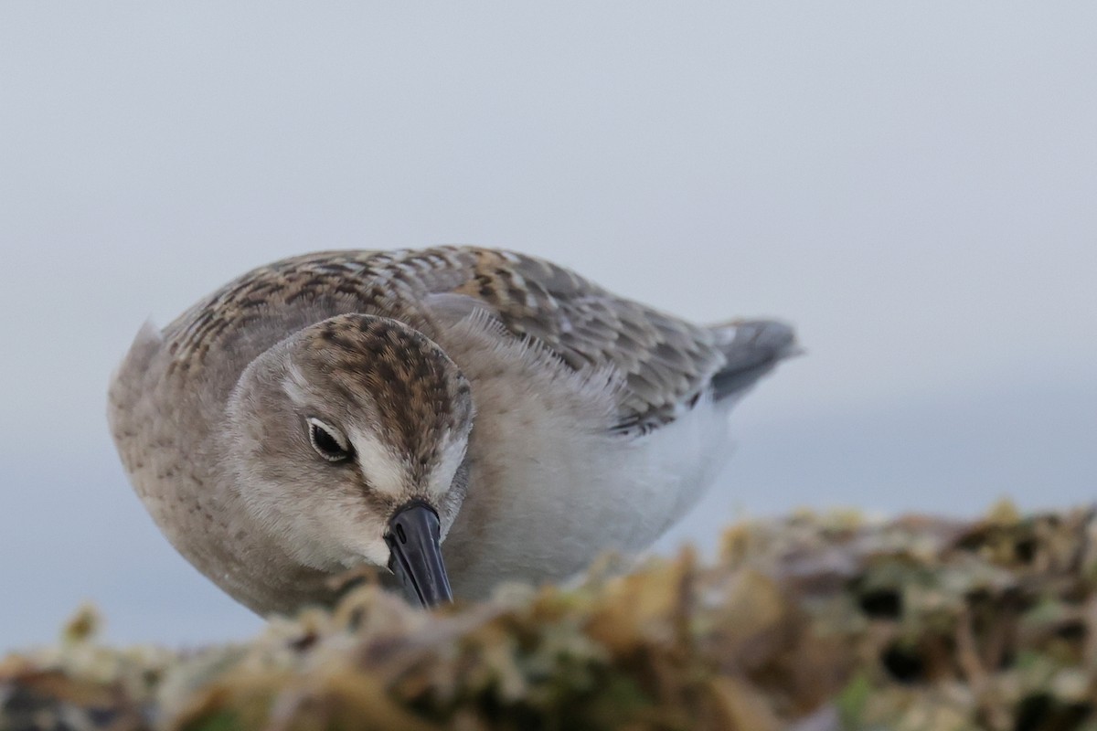 Semipalmated Sandpiper - Tim Lenz