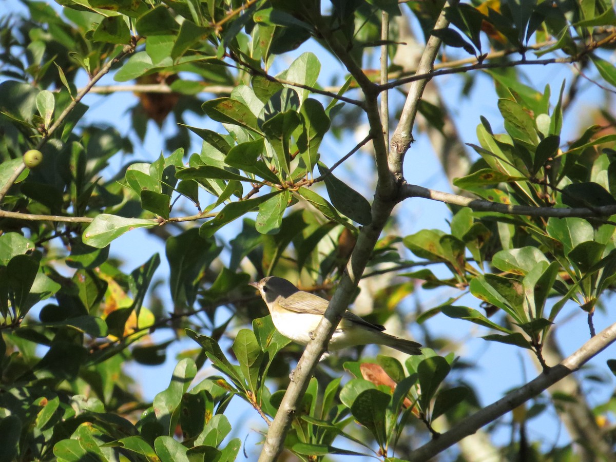 sangvireo - ML36976041