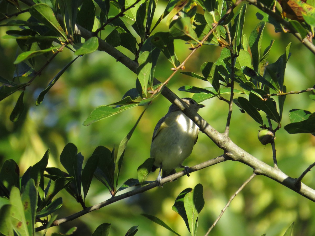 Warbling Vireo - ML36976071