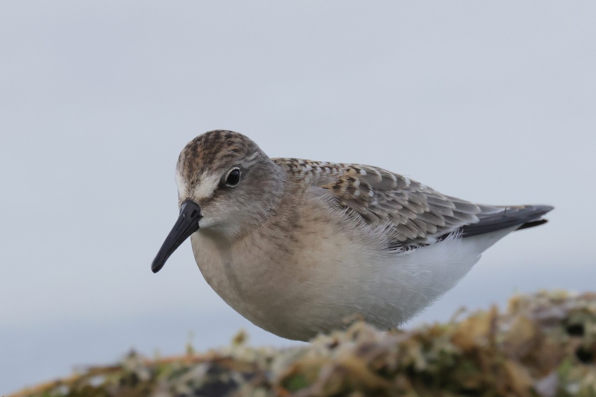 Semipalmated Sandpiper - ML369760721