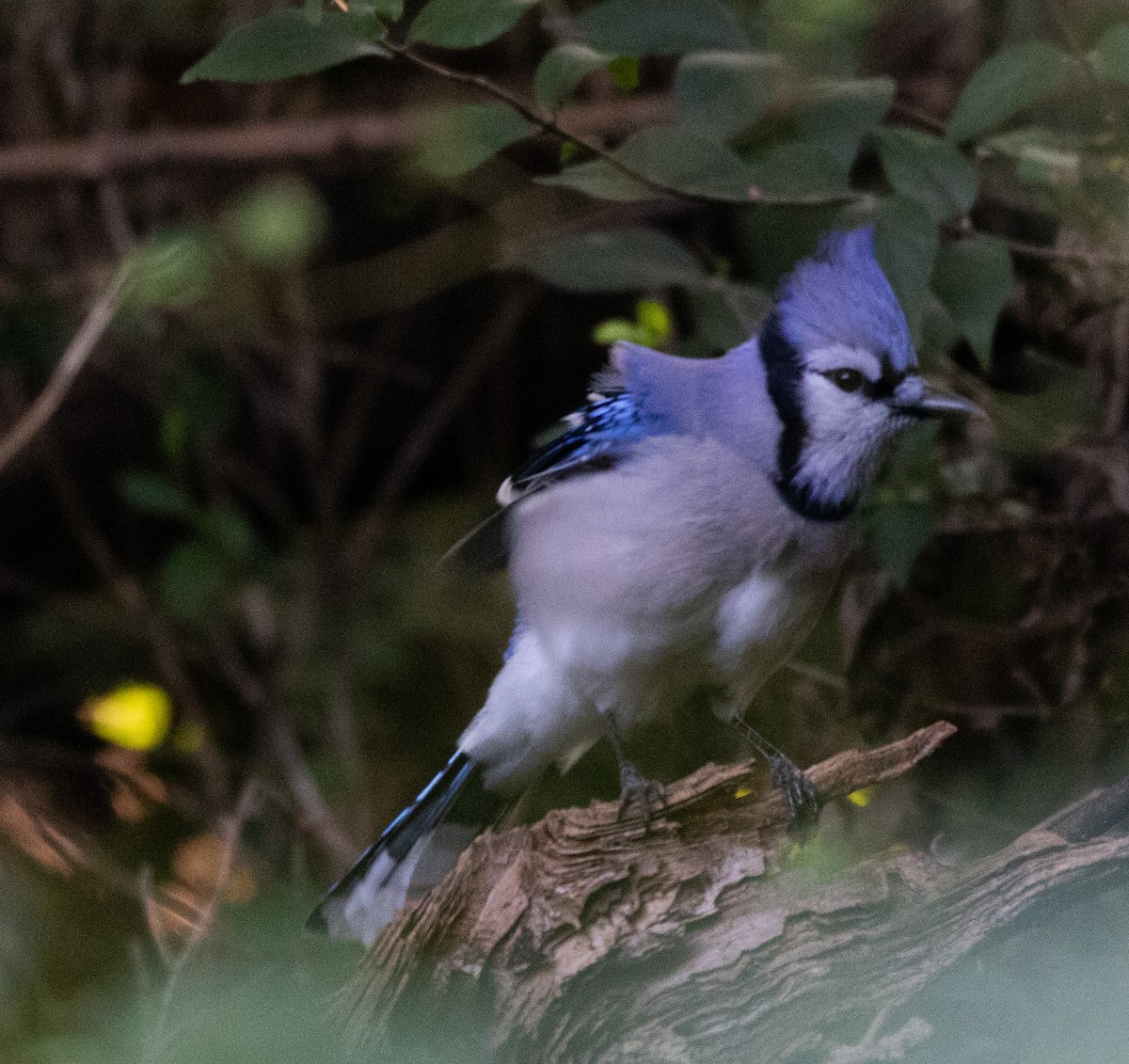 Blue Jay - ML369762371