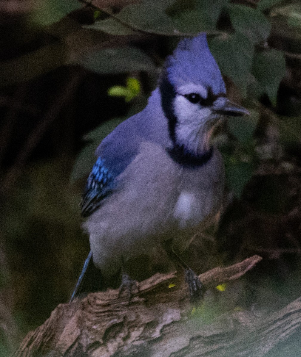 Blue Jay - ML369762381