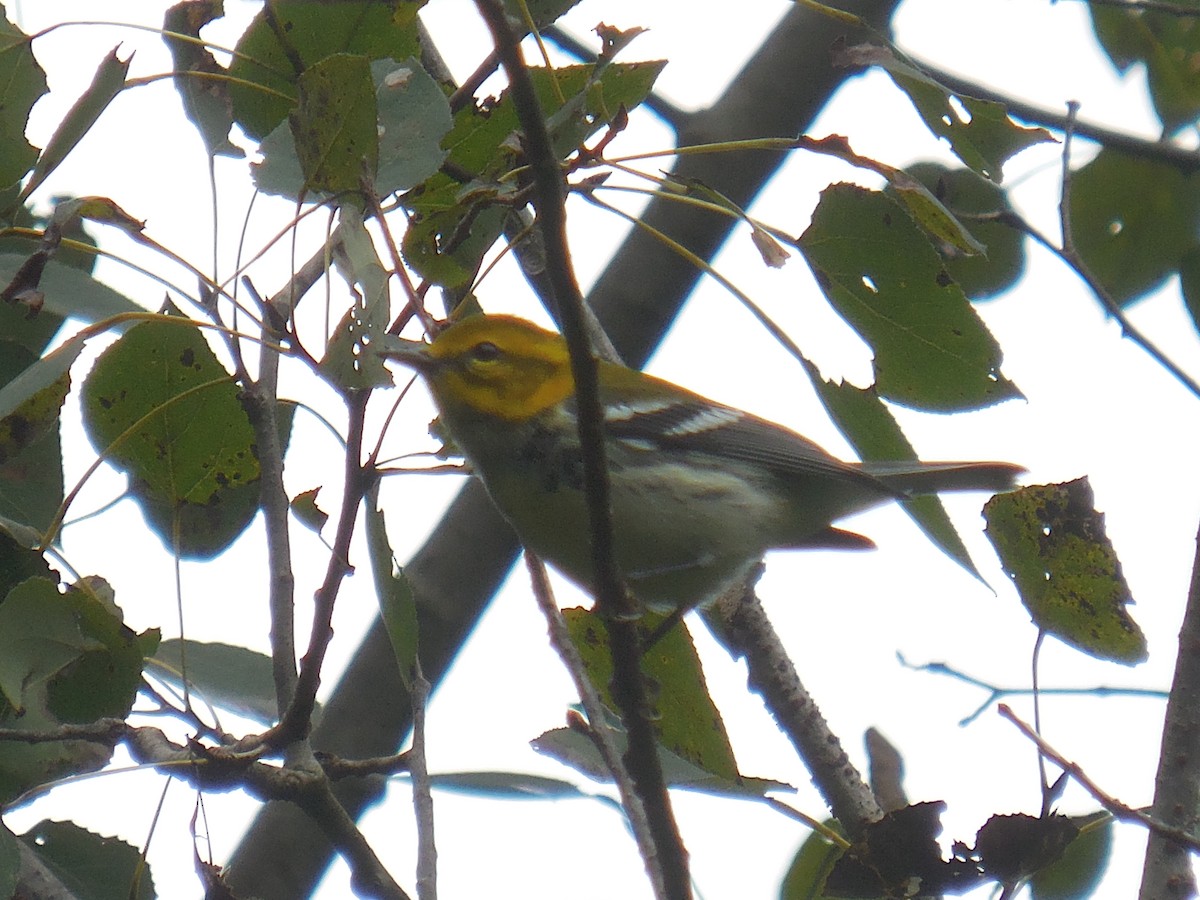 Black-throated Green Warbler - ML369763521