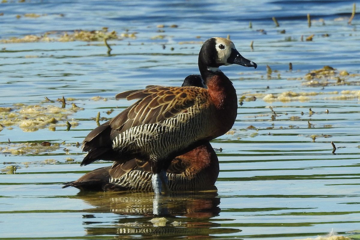 White-faced Whistling-Duck - ML369764001