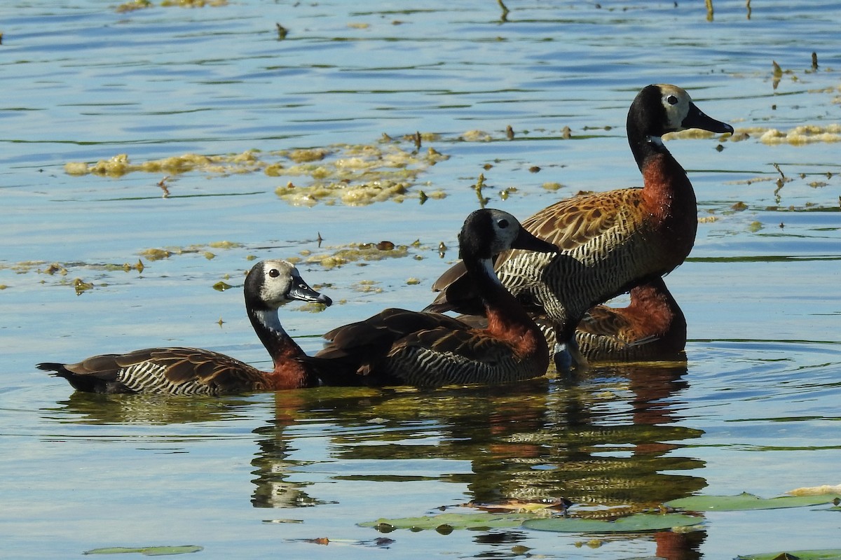 White-faced Whistling-Duck - ML369764071