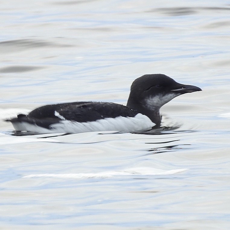 Thick-billed Murre - ML369765741