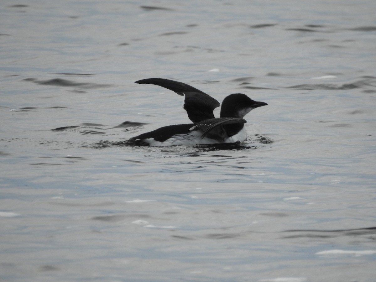 Thick-billed Murre - ML369765751
