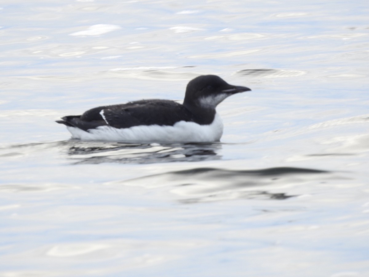 Thick-billed Murre - ML369765761