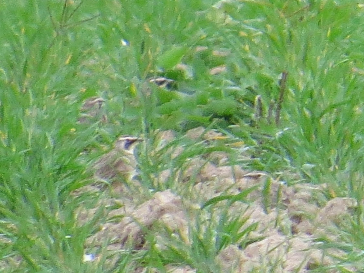 Horned Lark - G & B