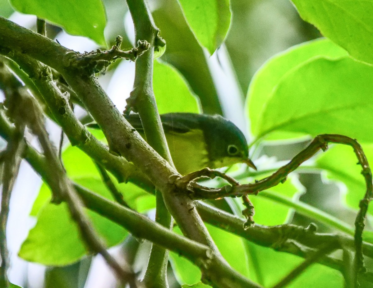 Canada Warbler - ML369768171