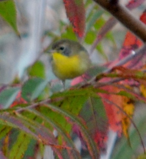 Common Yellowthroat - alan murray