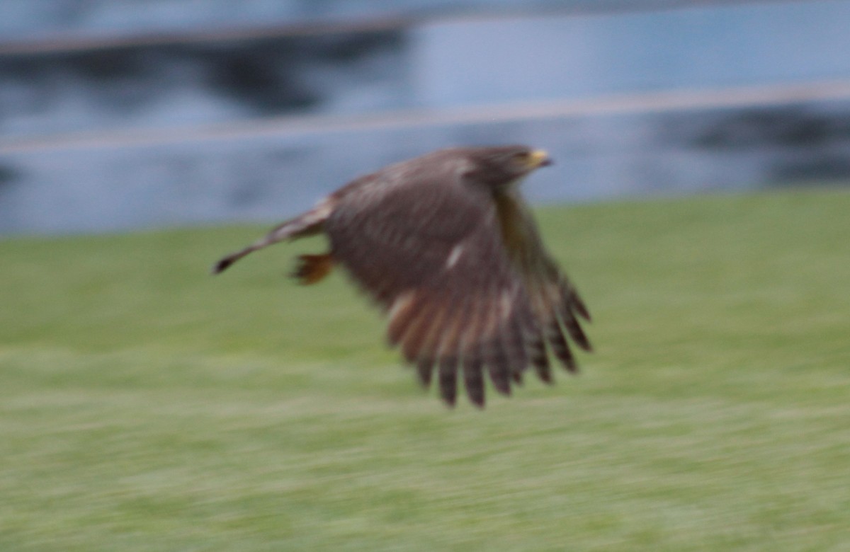 Roadside Hawk - ML369772971