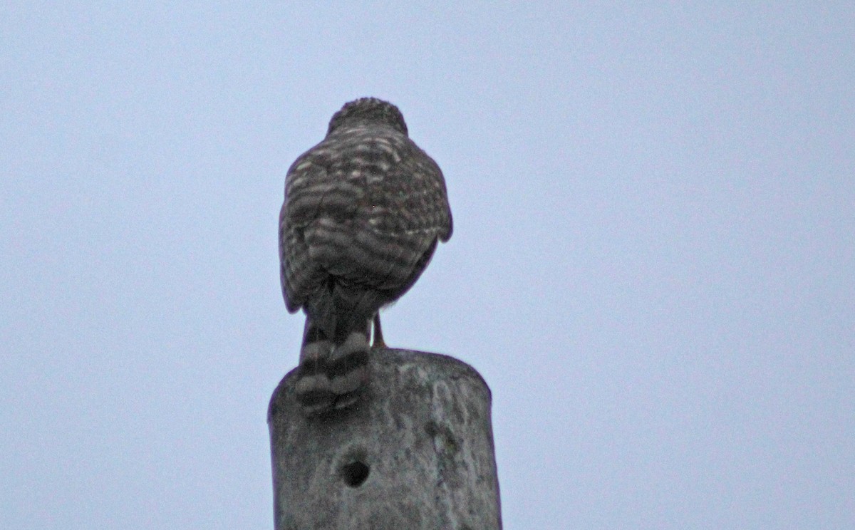 Roadside Hawk - ML369773031