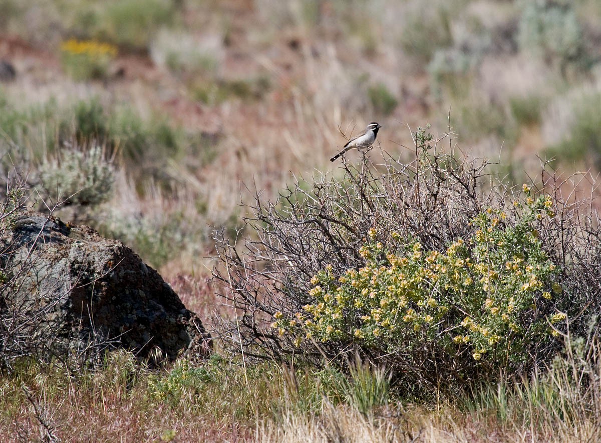 Black-throated Sparrow - Greg Gillson