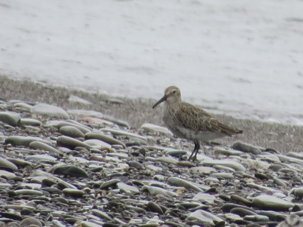 Dunlin - ML369774661