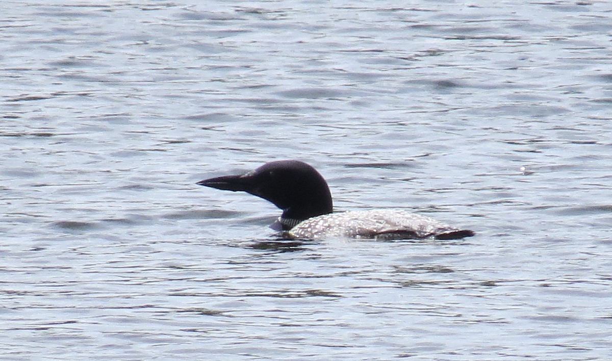 Common Loon - ML369776471