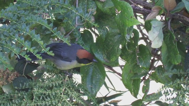 Yellow-breasted Brushfinch - ML369776781