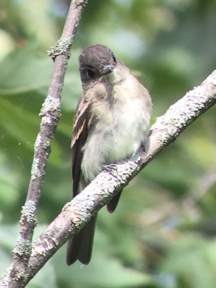 Eastern Wood-Pewee - ML369776791