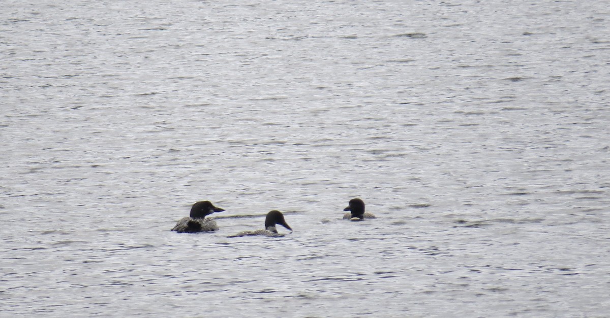 Common Loon - ML369776811