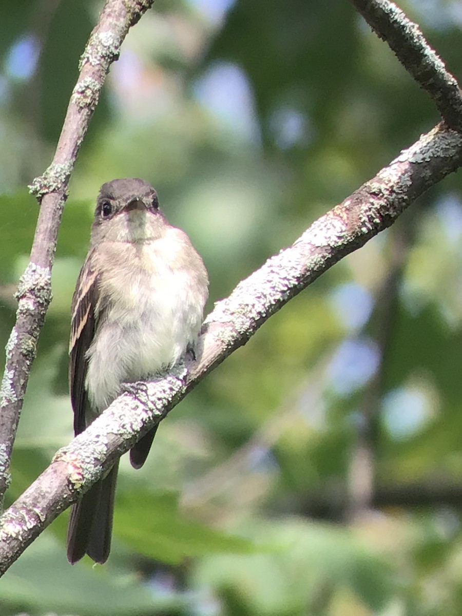 Eastern Wood-Pewee - ML369776831