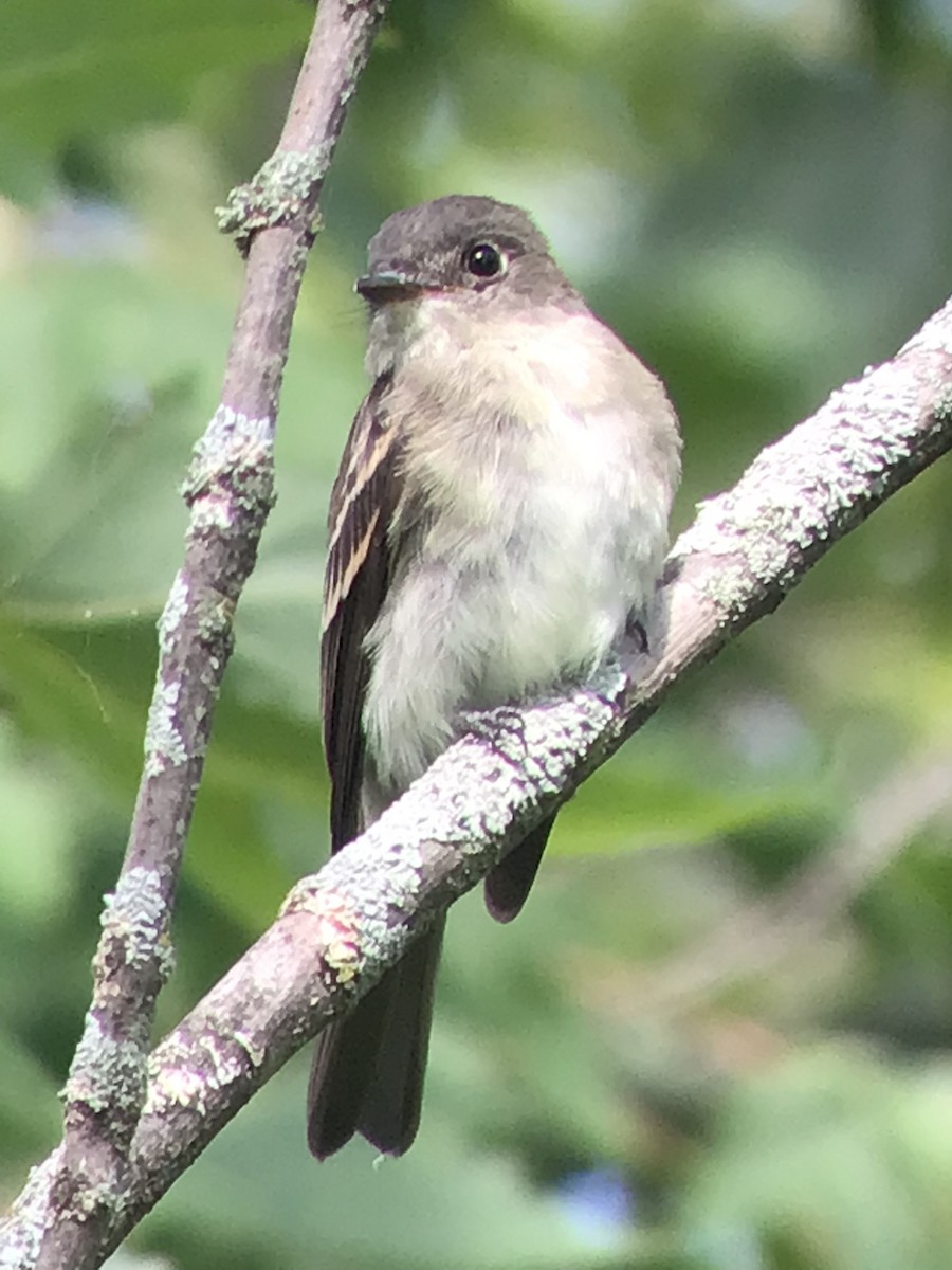 Eastern Wood-Pewee - ML369776841