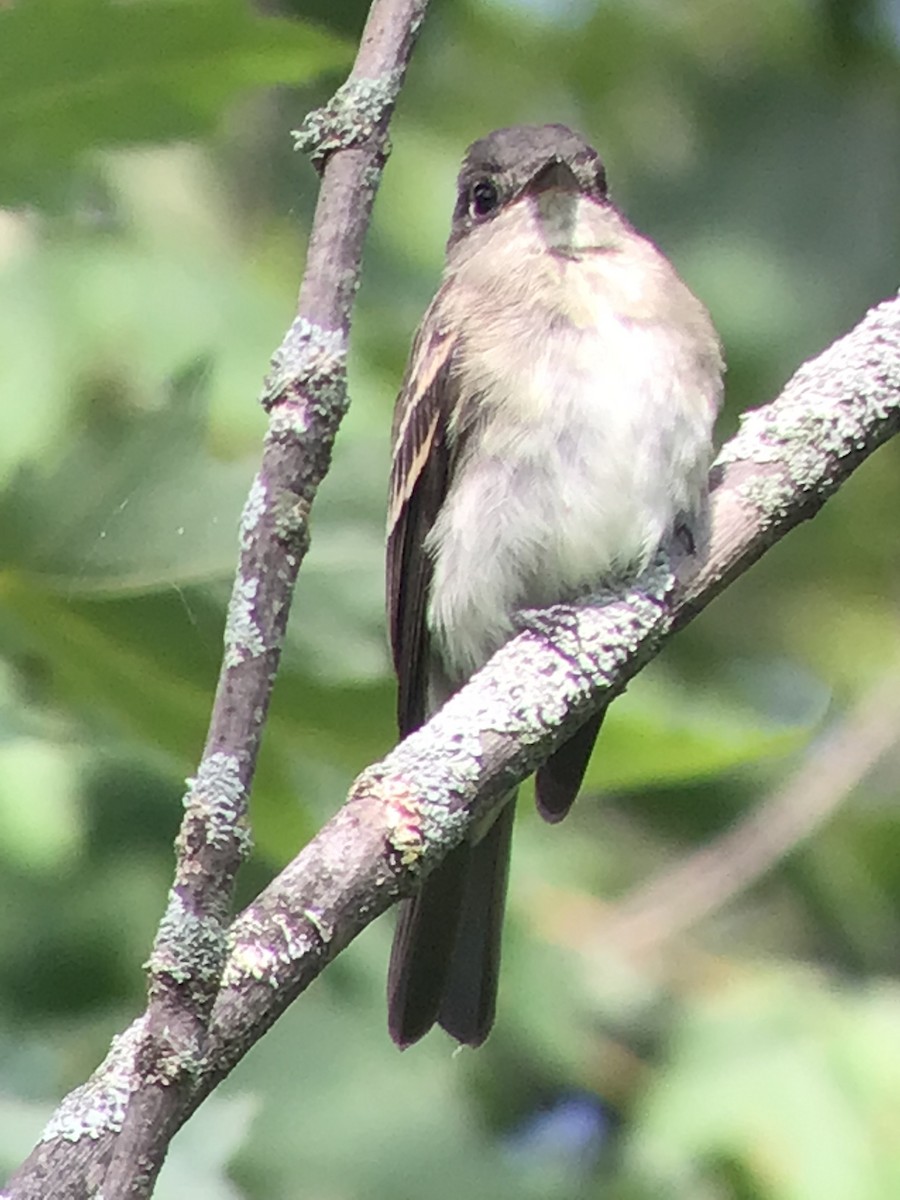 Eastern Wood-Pewee - ML369776851