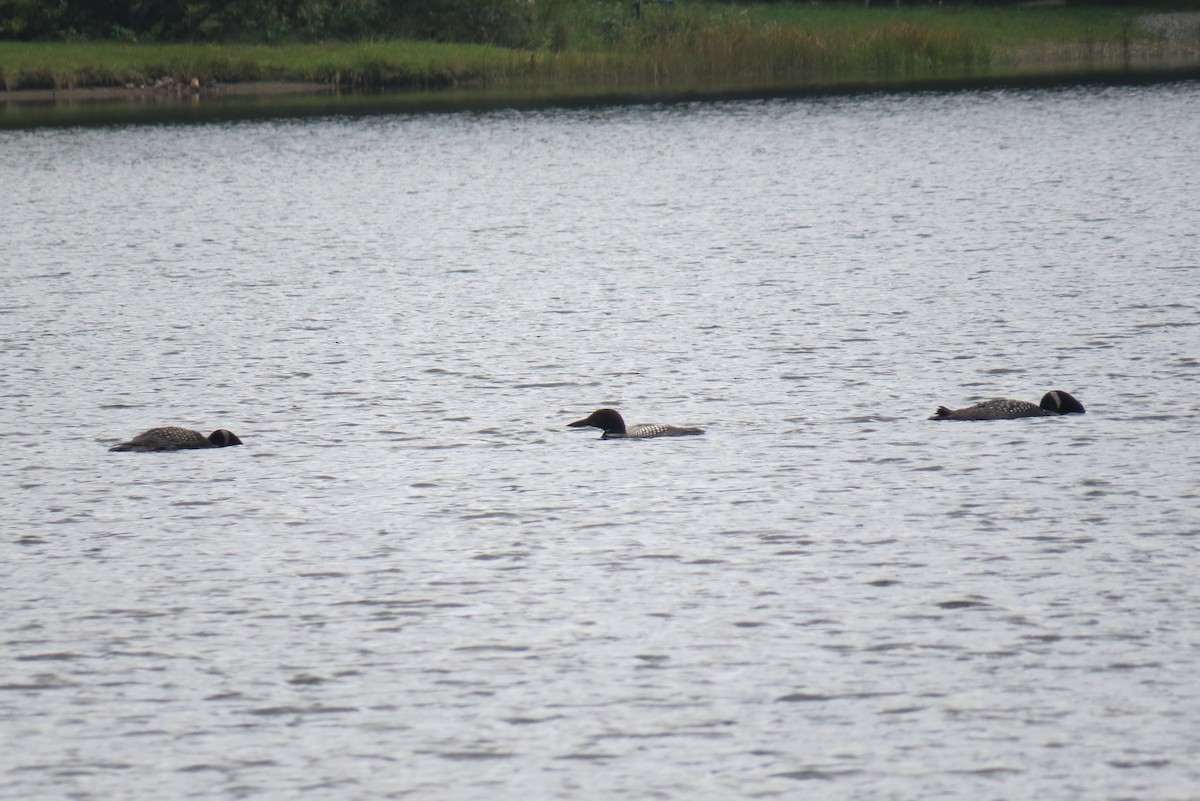 Common Loon - ML369776901