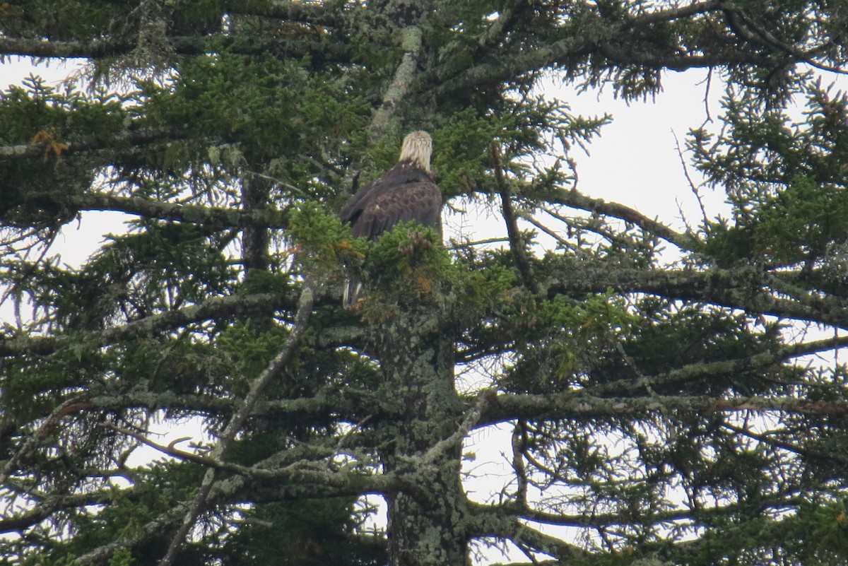 Bald Eagle - ML369777201