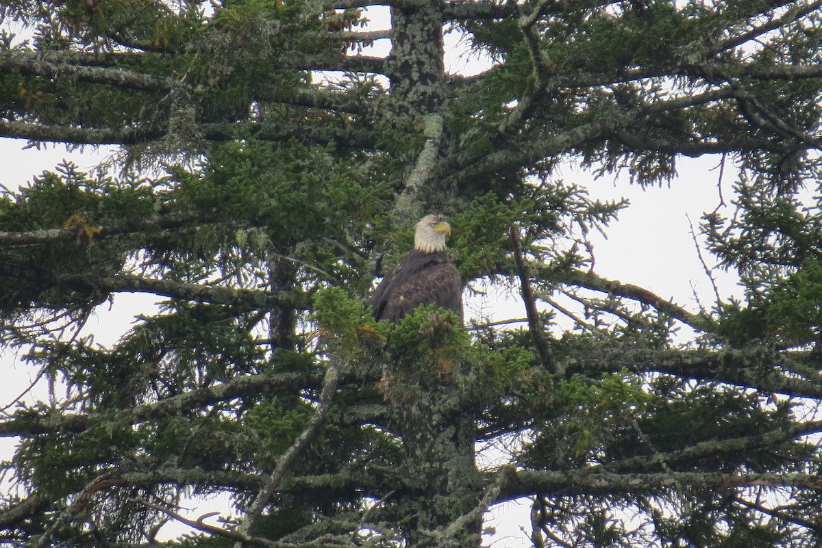 Bald Eagle - ML369777211